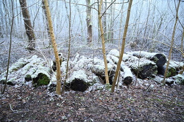 tree on a foggy winter day