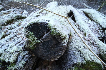 tree on a foggy winter day