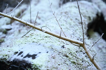 tree on a foggy winter day