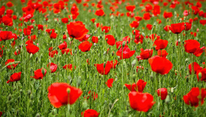 Fototapeta premium Vibrant Red Poppy Field Landscape Photography