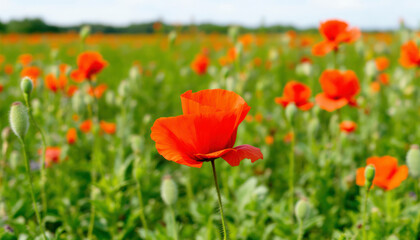 Vibrant Poppy Field Summer Landscape Photography