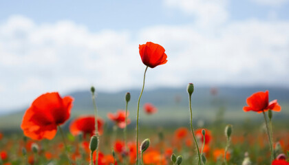 Naklejka premium Vibrant Red Poppies Field Summer Landscape
