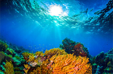 Fototapety na wymiar - Fototapeta24.pl