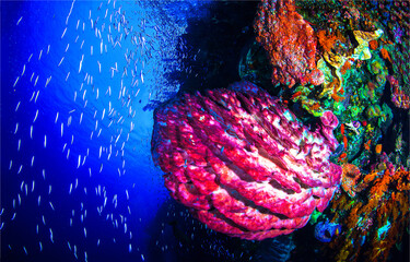 Fototapety na wymiar - Fototapeta24.pl