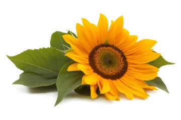 Obraz premium Sunflower head with bright yellow petals and dark brown center lying on green leaves against a clean white backdrop
