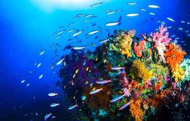 Coral fishes underwater. Underwater coral fish shoal