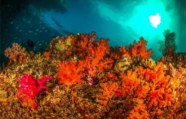 Fototapety na wymiar - Fototapeta24.pl