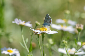 Common Blue (Polyommatus icarus) butterfly sitting on a white daisy in Zurich, Switzerland
