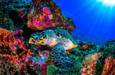 Sea turtle underwater. Underwater scene with sea turtle
