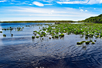 Everglades National Park landscape view, vegetation o, the water including lily pads and sawgrass
