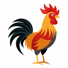 rooster isolated on white background