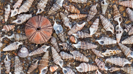 seashell photo for background decoration