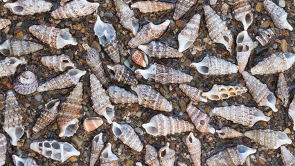 seashell photo for background decoration