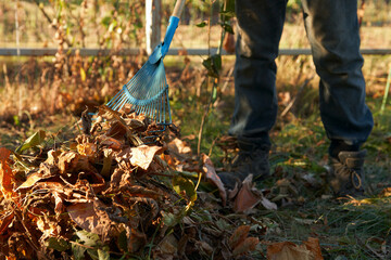 Naklejka premium Disposal of fallen leaves in the garden. A man rakes leaves with a garden rake into a pile for composting.