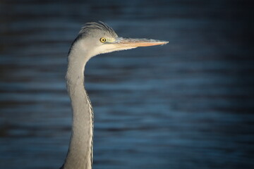 Ardea cinerea aka grey heron close-up head portrait. Huge bird in his habitat on the bank river. Common bird in Czech republic.