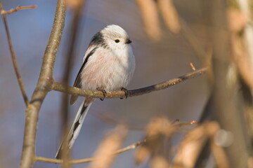 Aegithalos caudatus aka Long-tailed Tit perched on a tree branch. Funny fluffy european bird.