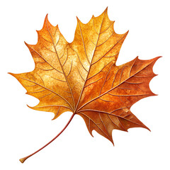 Obraz premium maple leaves isolated on white