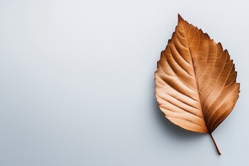 Single golden autumn leaf on a soft gray background. Seasonal concept of nature, change, and minimalistic design