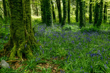 Vibrant bluebells bloom beneath tall trees in a lush green forest during springtime.