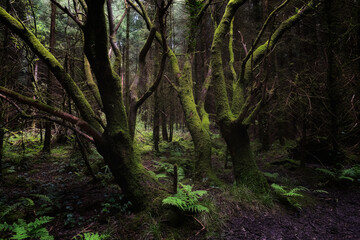 A view into a lush forest. Trees display extensive moss growth. Low light conditions prevail. Ground level vegetation is abundant. The scene is verdant.
