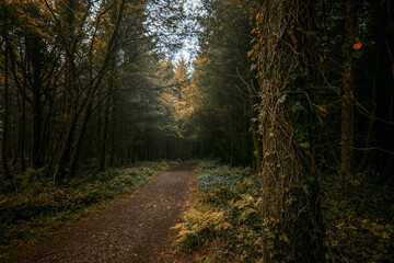 Obraz premium A tranquil path winds through a dense forest, flanked by tall trees and lush green undergrowth. Soft light filters through leaves, creating a peaceful atmosphere.