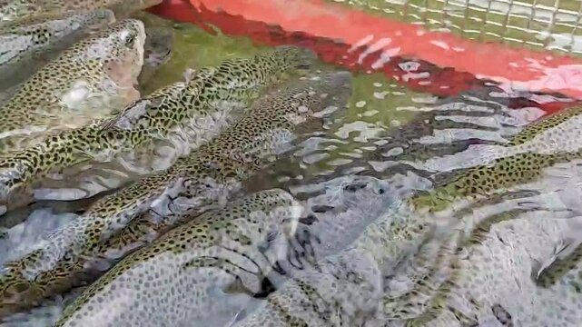 ainbow trout, brown trout, freshwater farming, fish farming, trout cultivation, pond farming, tank farming, raceway farming, fish breeding, trout production,