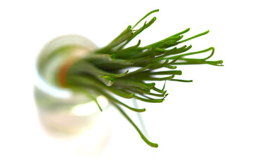 A bunch of chives with their ends trimmed, placed in a glass jar of water, against a white...