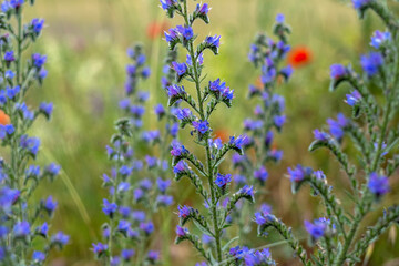 Obraz premium wild flowers in the field