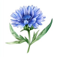 Beautiful Blue Cornflower Blossom Isolated on Elegant Background