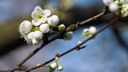 Twig of flowering blackthorn, Prunus spinosa, in spring. white flowers, natural floral background. delicate spring flowers, close-up. spring natural background, flowering tree