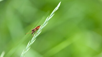 bug on a green plant. Macro shot of brown nymph Marmorated stink bug Halyomorpha halys. shield bug crawling on a plant on a green background. macro photo of insects in nature. close-up