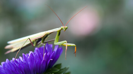 praying mantis sits on a flower. Macro of a female European praying mantis or Mantis Religiosa. yellow-green praying mantis on wildflowers. natural background, close-up. insect predator on the hunt