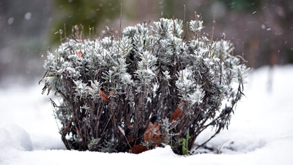 snow on green leaves lavender. Green bushes covered with white snow in a winter frosty park. A bed...
