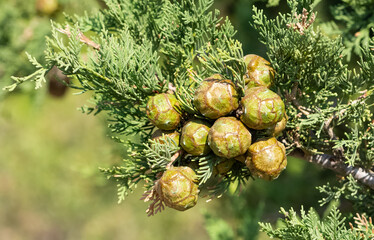 Obraz premium pine trees. photos of pine trees and cones.