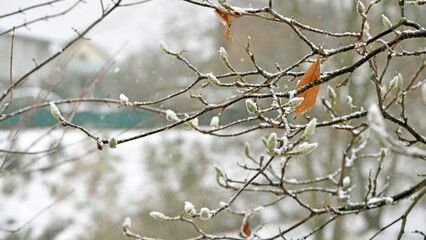 magnolia buds in ice. magnolia branch in early spring, close-up. Magnolia buds after the first snow. isolated on natural blurred background. beauty of nature. autumn park. cold season. selective focus