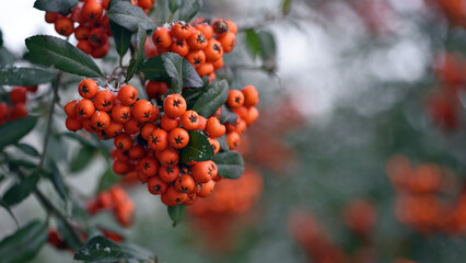 Winter rowan tree under snow close-up. Groups of bright red berries, mountain ash. branch of red...
