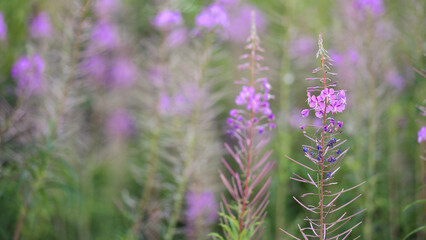 Obraz premium Chamaenerion angustifolium, Epilobium angustifolium. Close-up of pink flower of rosebay willowherb on light green background. natural background, collection of field or forest medicinal plants.