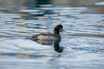 The mallard duck (Aythya nyroca) is a medium-sized diving duck species from the duck family (Anatidae).