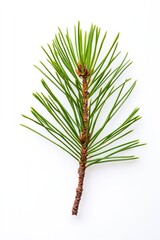 Miniature Pine Tree on White Background - Ideal for Christmas and Nature Themes