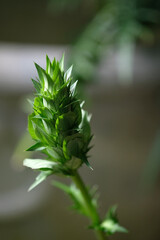 green plant in the form of a cone close-up