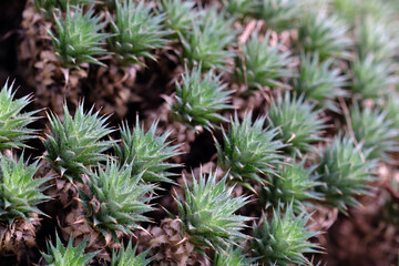 small green plants close up