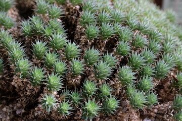 small green plants close up