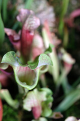 pink and green insectivorous plant close up, sarracenia
