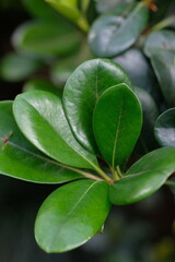 green leaves on a branch close-up