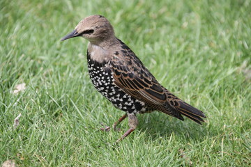 Fototapeta premium Starling