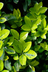 light green plant leaves close up