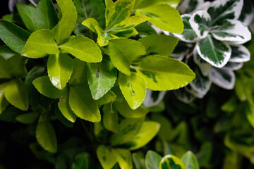 light green plant leaves close up