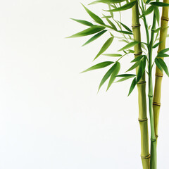 Elegant bamboo stalks with vibrant green leaves against a clean white background, symbolizing tranquility and nature's beauty.