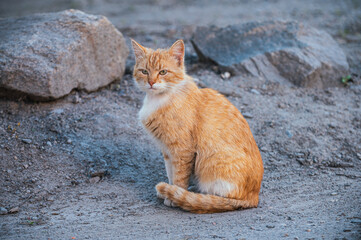 Fototapeta premium An orange tabby cat with white chest fur sitting amidst a rural setting. Natural sunlight illuminates its vibrant fur and rustic background.