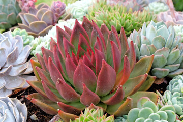 Echeveria x gilva ‘Red’ succulent also known as houseleeks.